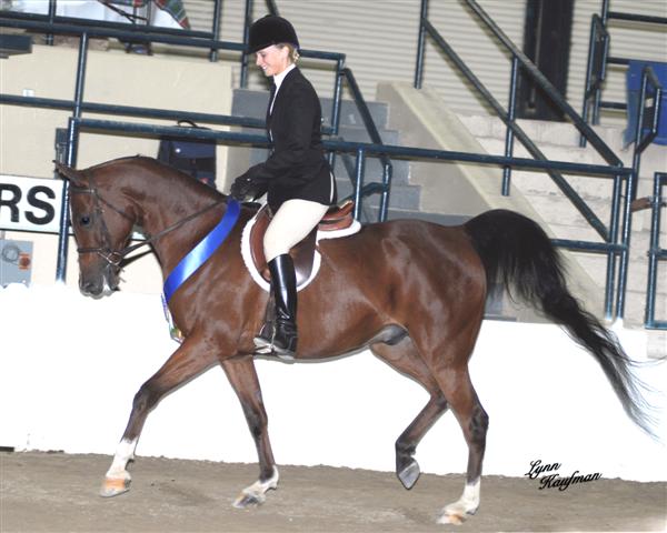 Tazzer~ Champion Sport Horse